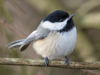 Black-capped Chickadee