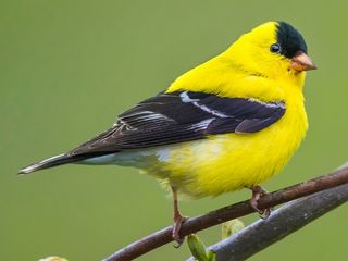 American Goldfinch