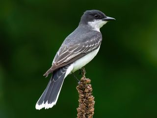 Eastern Kingbird